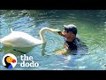 Guy Rescues An Egg And Becomes A Swan Dad For Life The Dodo