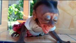 Download lagu Lagu Tiktok Yang Lagi Viral, Happy Asmara Apakah Itu Cinta Versi Monyet Lucu Dan Pintar heehaahmmhoo mp3