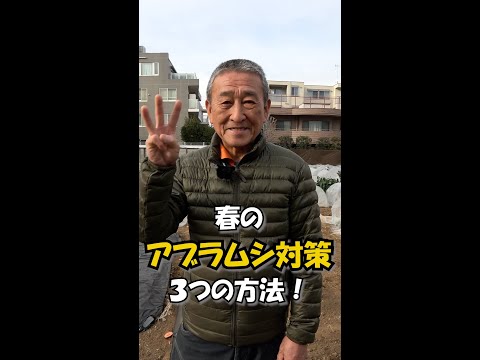 黒オレンジ色のアブラムシに対して何をすべきですか?自然に殺す6つの方法  庭園