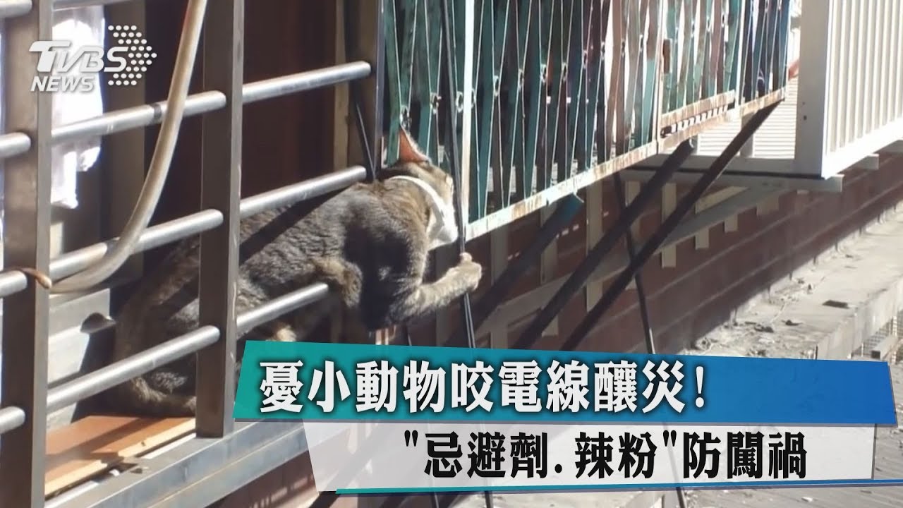 憂小動物咬電線釀災! 「忌避劑、辣粉」防闖禍