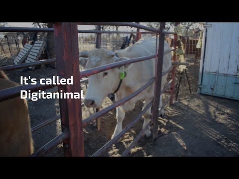 Digitanimal