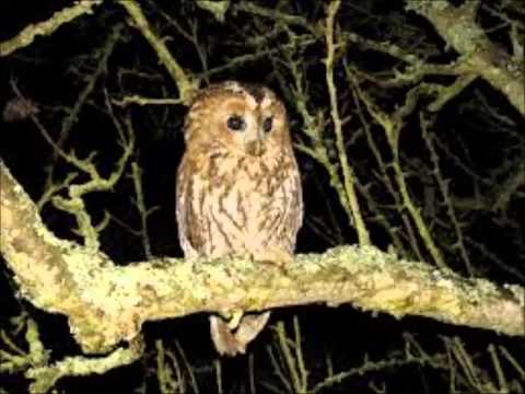 GERRY RAFFERTY - NIGHT OWL