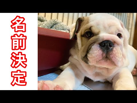 ブルドッグの名前