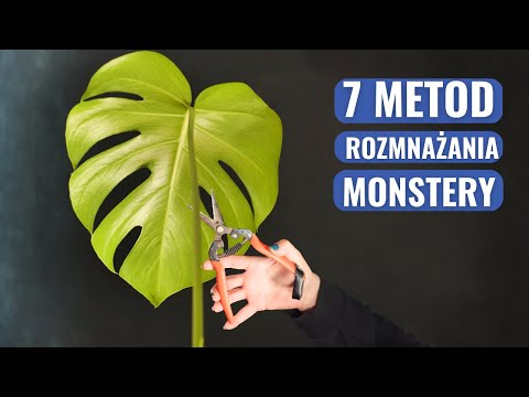 Rozmnażanie MONSTERY na 7 sposobów
