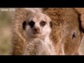 Funny Talking Animals - Walk On The Wild Side - Episode Two Preview - BBC One