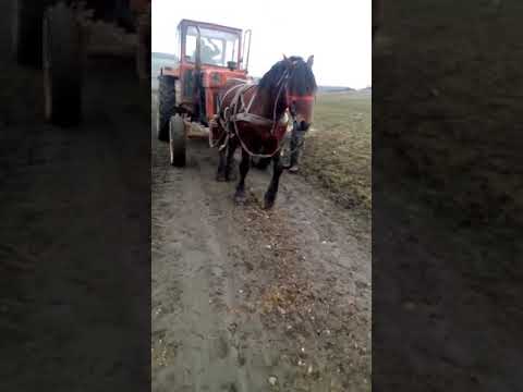 Cal puternic din Comlod, Bistrița - Năsăud