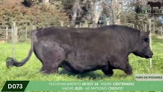 2 Toro PP - Gregorio Aberasturi - Plaza Ganadera