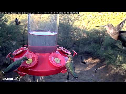 Five Minute Feeding Frenzy at the West Texas Hummers! July 10, 2023