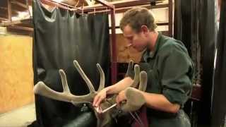 How is Deer Antler Velvet Processed?