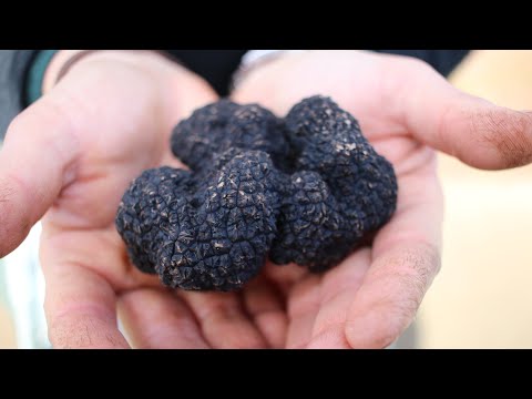 Truffle farming in Australia. How this couple make a living off 760 trees.