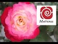 Медитация - Прощение и освобождение. 