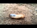 Larve Made Engerling Raupe Caterpillar Reptile Terrarium 4k HD