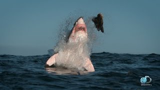 Breaching Great White Sharks | Shweekend