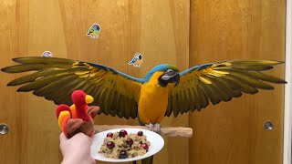 Macaw Shows Wings � Excited About Food