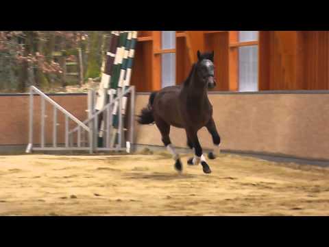 LA Los Angeles Rosenkönig Feb 1