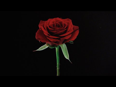 Why2 - Saint Rien (Official Music Video)