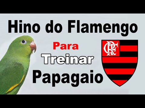 Hino Flamengo para papagaio - assobio hino Flamengo para treinar papagaio