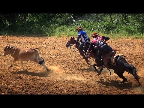 Pega de boi no mato em Capitão Gervásio Oliveira-PI (ÂNGULO  EXCLUSIVO)