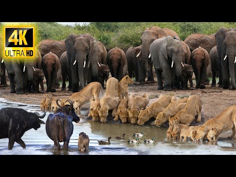 4K African Animals: Hwange National Park - Amazing African Wildlife Footage with Real Sounds in 4K
