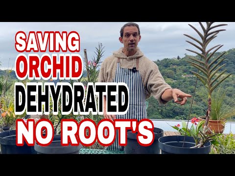 How to save a Vanda Orchid , dehydrated and no roots