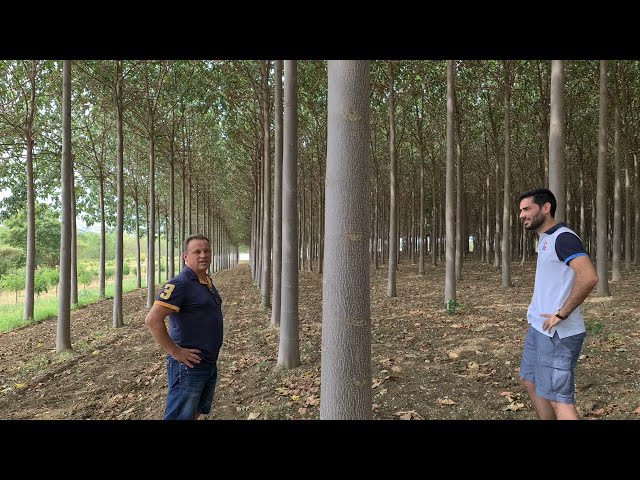 Vídeo relacionado con Portalápices, tamaño 10x10x10 cm, tamaño del agujero 6,2x6,2 cm, árbol emperatriz, 1pc