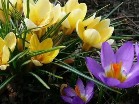 Early springtime - Inessa Galante sings 2 tracks La Galante the Soul of Riga (21)