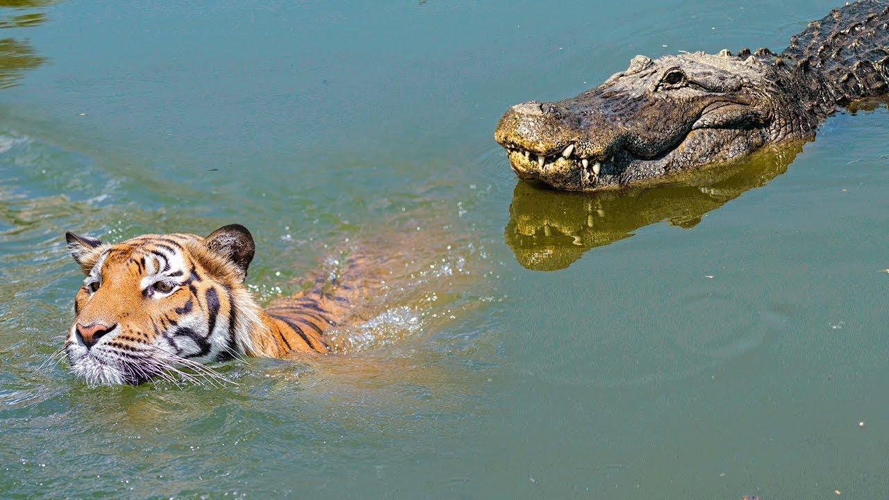 6 ATAQUES MAIS IMPRESSIONANTES DO MUNDO - Crocodilo