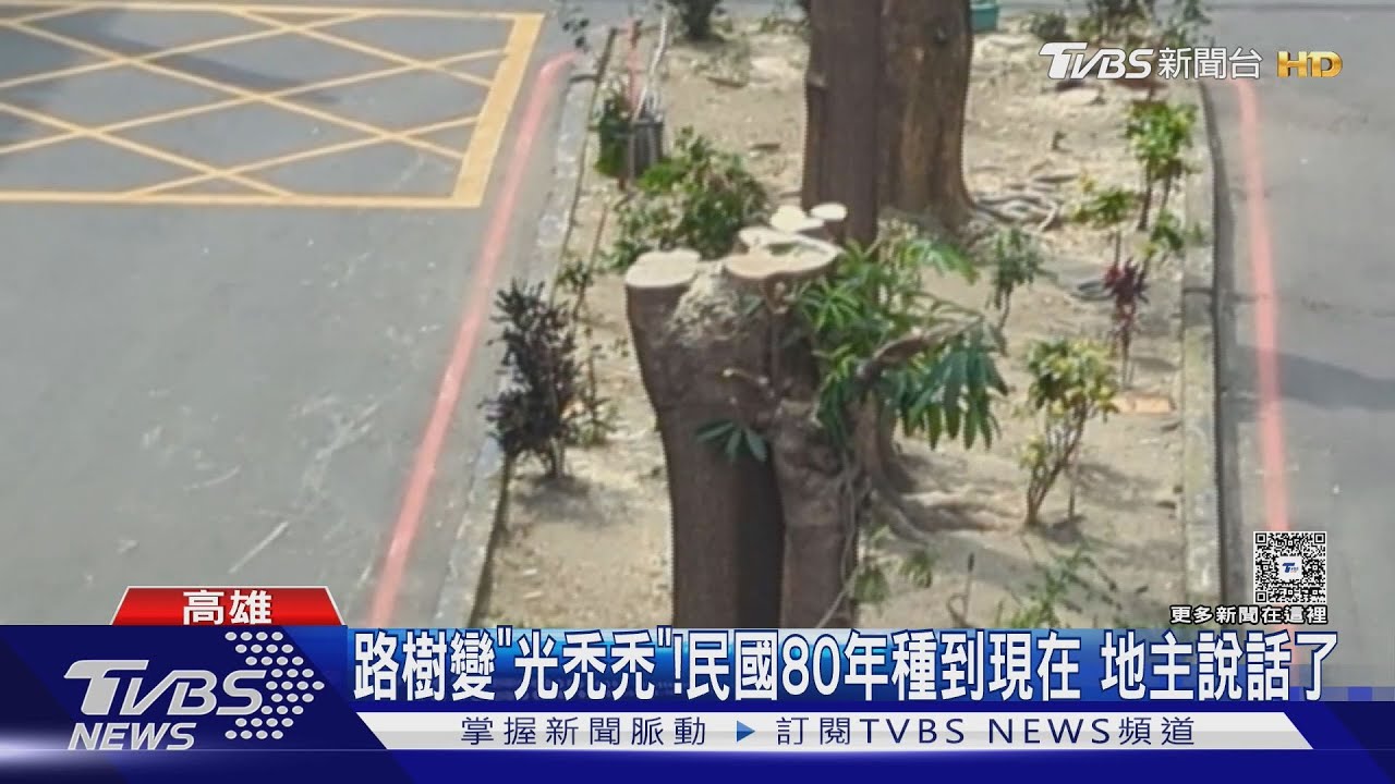 5層樓黑板樹被砍半!網友酸:像插香 地主曝動手原因