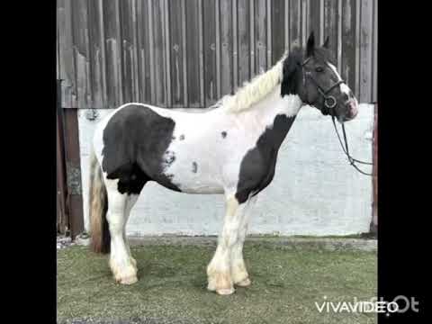 4 Year Old Gelding - Image 2