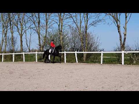 Stal Okkema's Fester - Omer x Jelke - gelding - 2017 - 1.74m