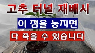 [텃밭농부 1,418]  고추 터널 재배 시 주의해야 할 요점. 자칫하면 다 죽을 수 있다. #고추재배 #터…