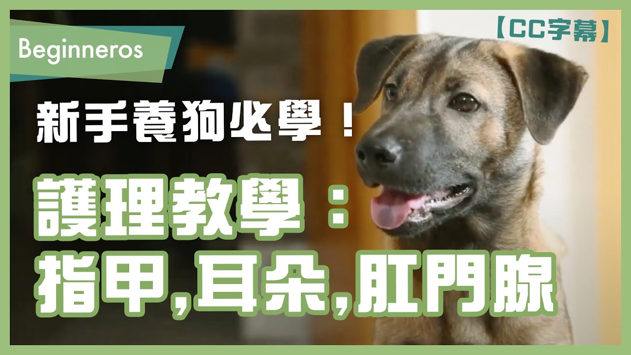 新手養狗的護理教學：指甲、耳朵、肛門腺