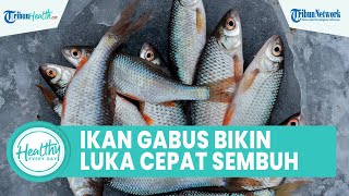 Khasiat Konsumsi Ikan Gabus Bisa Bikin Luka Cepat Sembuh Pasca-operasi, Inilah Manfaat untuk Tubuh