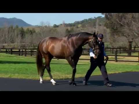 Casino Prince - 2015 Vinery Stallion Parade