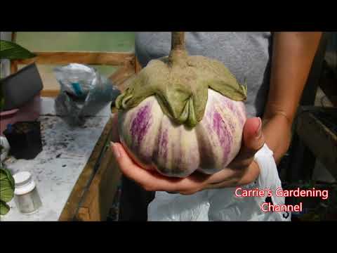 download lagu mp3 mp4 Bianca Eggplant Recipes, download lagu Bianca Eggplant Recipes gratis, unduh video klip Bianca Eggplant Recipes