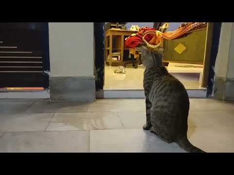 😺 🐢... ❤️❤️