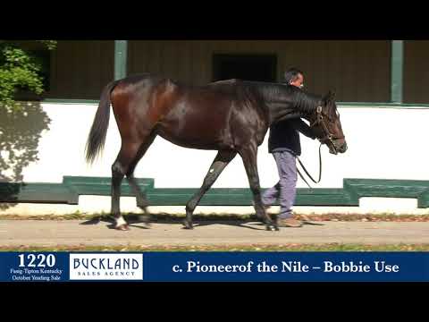 Hip 1220 | Fasig-Tipton Kentucky October Yearling Sale 2020