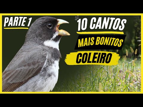TOP 10: Cantos De "Coleiro" MAIS BONITOS e MELHORES - Parte 1!