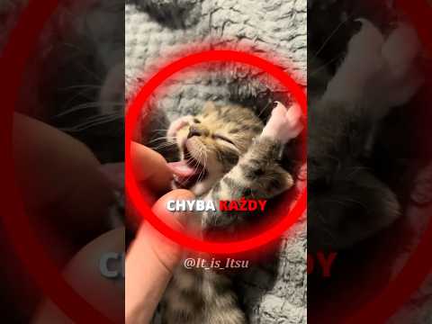 DLACZEGO MAŁE ZWIERZĘTA SĄ SŁODKIE? 🤏😻 #shorts