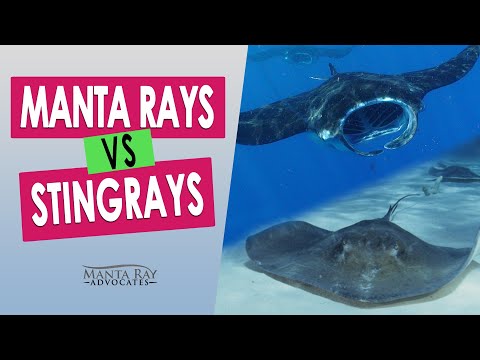 Manta Ray vs Stingray - comparison between the Big Island rays of Hawaii.