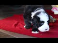 Bernedoodle dogs for sale: Charlie - Video 1