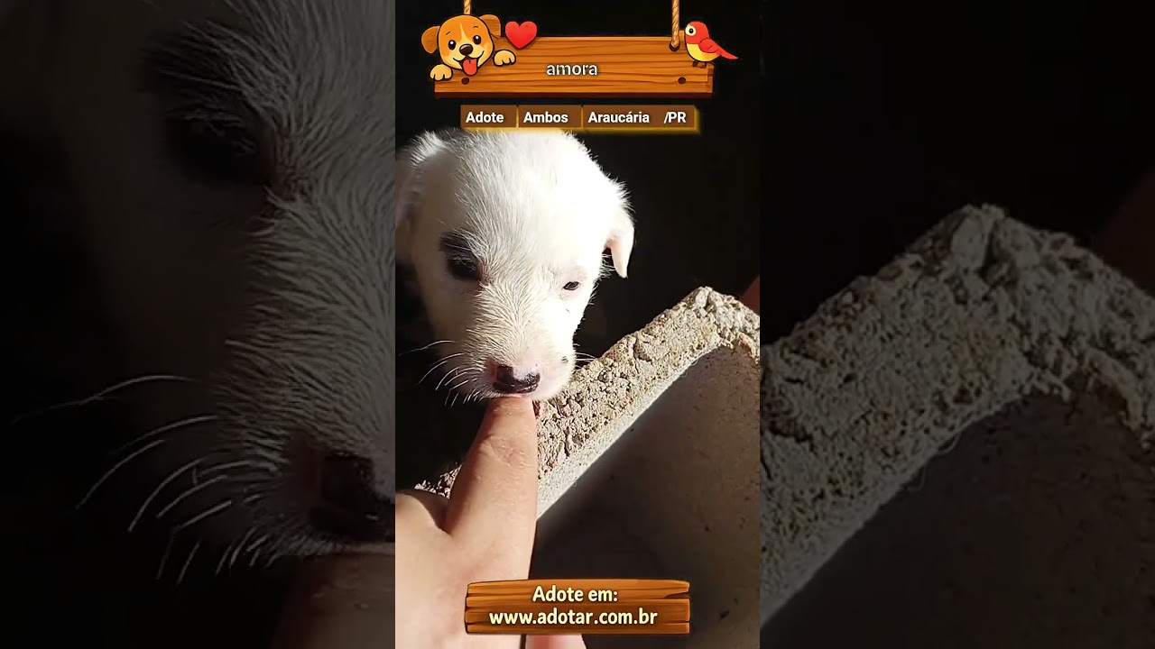 Cachorro raça SRD-ViraLata idade 2 a 6 meses nome amora