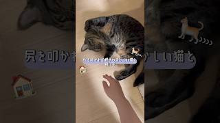 トントンが好きすぎる猫