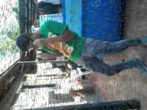 Me pongo animal ñengoso