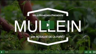 Meet Mullein, with Rosalee de la Forêt
