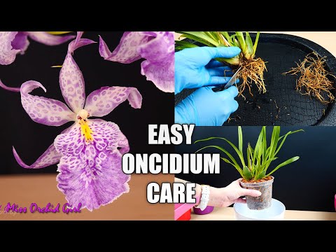 , title : 'How to Care for Oncidium Orchids - Watering, Repotting, Reblooming & more! Orchid Care for Beginners'