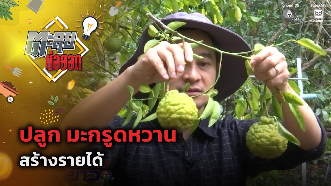 ปลูก มะกรูดหวาน สร้างรายได้ | ตะลุยต่อยอด