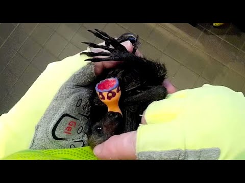 Baby flying-fox in care;  this is Mistletoe on night one