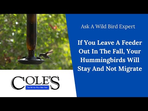If You Leave A Feeder Out In The Fall, Your Hummingbirds Will Stay And Not Migrate