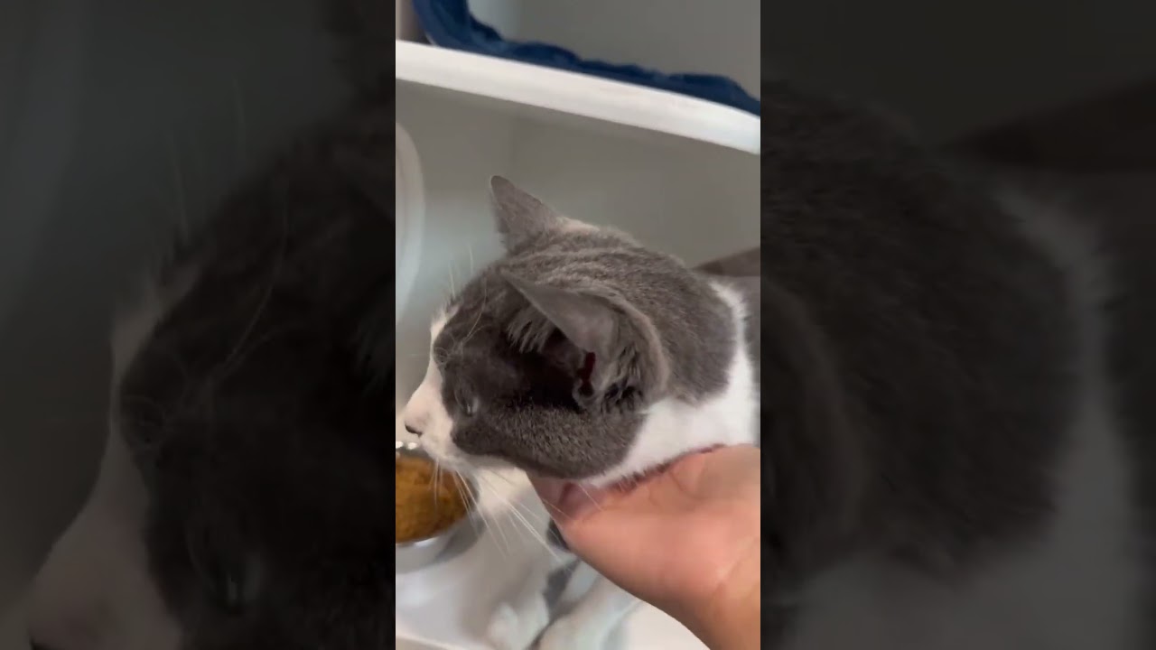Enlarge Juno, a ADOPTABLE American Shorthair in Danbury, CT video 4/4
